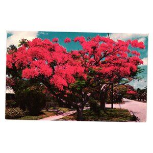 Royal Poinciana Trees Vintage Postcard Made In USA Tichnor Bros K3464 Florida